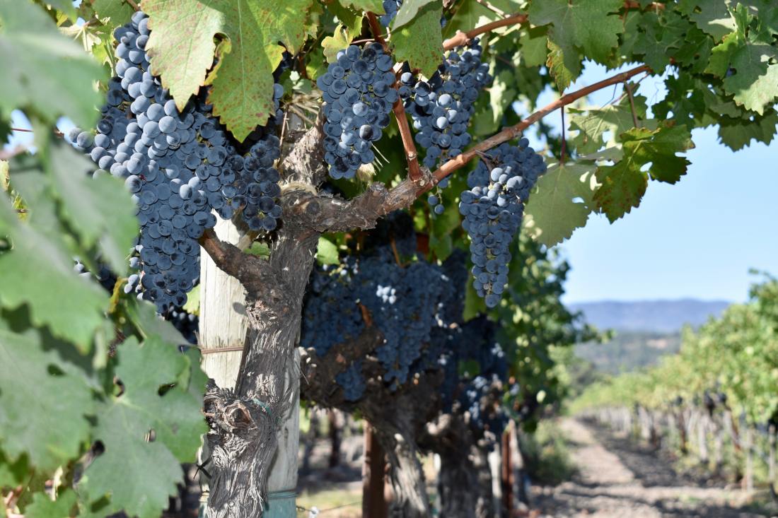 scott-w-chappell-IT4FiFVhVL4-unsplash